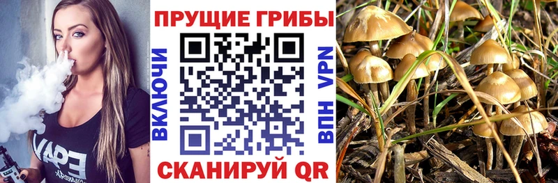 Псилоцибиновые грибы Psilocybe  Сердобск 